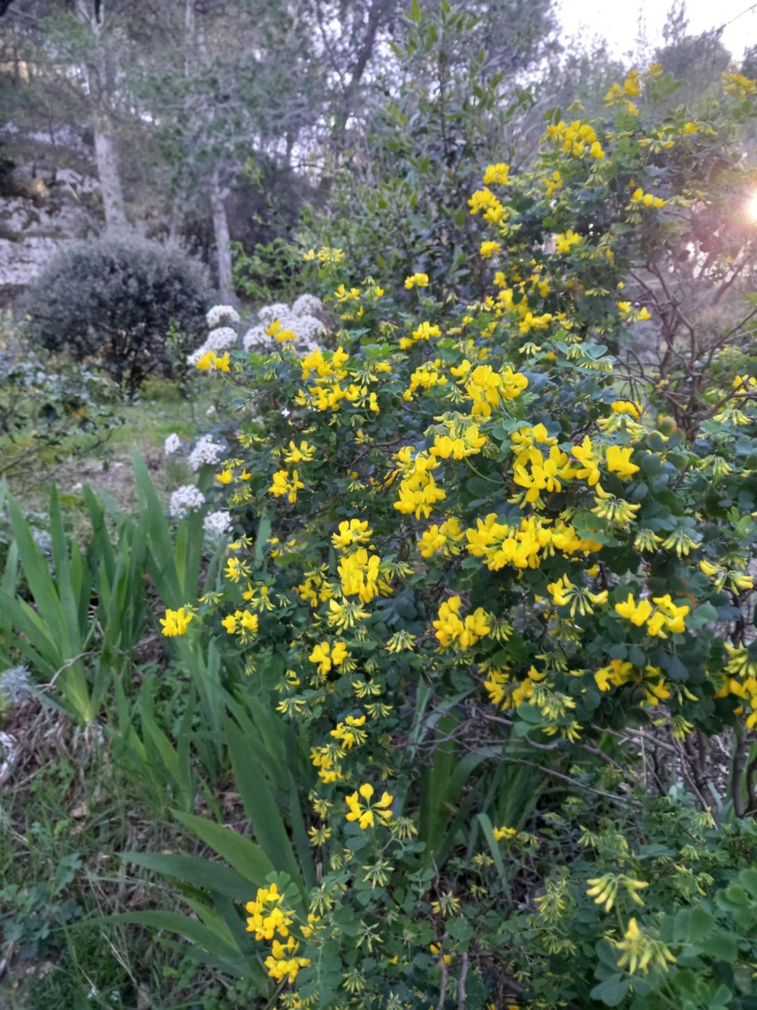 La Roulotte Du Petit Paradis Saint-Rémy-de-Provence Εξωτερικό φωτογραφία
